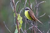 Social Flycatcher