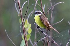 Social Flycatcher