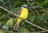 Social Flycatcher