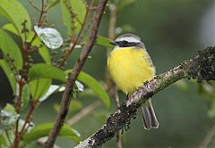 Social Flycatcher