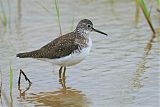 Solitary Sandpiper