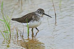 Solitary Sandpiper