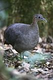 Solitary Tinamou