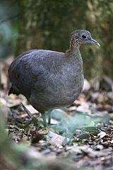 Solitary Tinamou