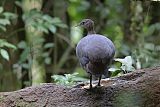 Solitary Tinamou