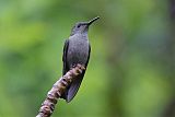 Sombre Hummingbird