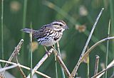 Song Sparrow