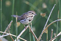 Song Sparrow