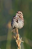 Song Sparrow