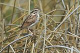 Song Sparrowborder=