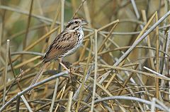 Song Sparrow