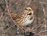 Song Sparrow