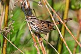 Song Sparrow