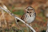 Song Sparrow