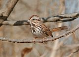 Song Sparrow