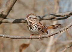 Song Sparrow