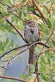 Song Sparrowborder=