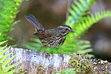 Song Sparrowborder=