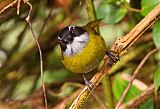 Sooty-capped Chlorospingusborder=