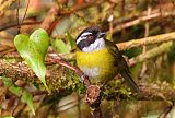 Sooty-capped Chlorospingus