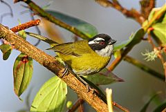 Sooty-capped Chlorospingus