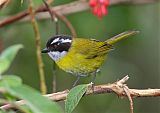 Sooty-capped Chlorospingusborder=