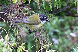 Sooty-capped Chlorospingus