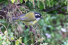 Sooty-capped Chlorospingus