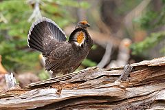 Sooty Grouse