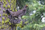 Sooty Grouse