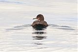 Sooty Shearwaterborder=