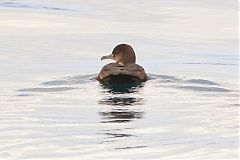 Sooty Shearwater