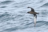 Sooty Shearwaterborder=