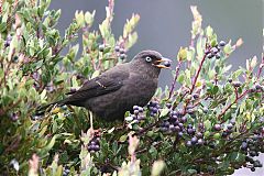 Sooty Thrush