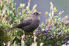 Sooty Thrush