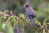 Sooty Thrush