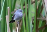 Sooty Tyrannulet