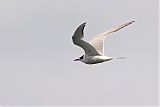 South American Tern