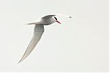 South American Tern