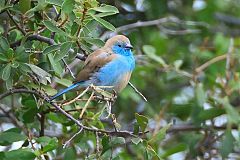 Southern Cordonbleu