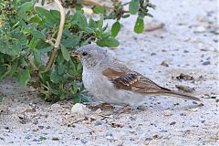 Southern Gray-headed Sparrow