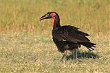 Southern Ground-Hornbill