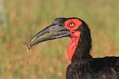 Southern Ground-Hornbill