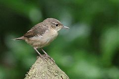 Southern House Wren