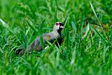 Southern Lapwing