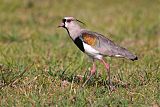 Southern Lapwing