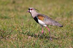 Southern Lapwing