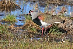 Southern Lapwing