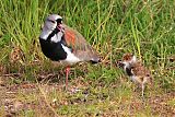 Southern Lapwing