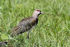 Southern Lapwing